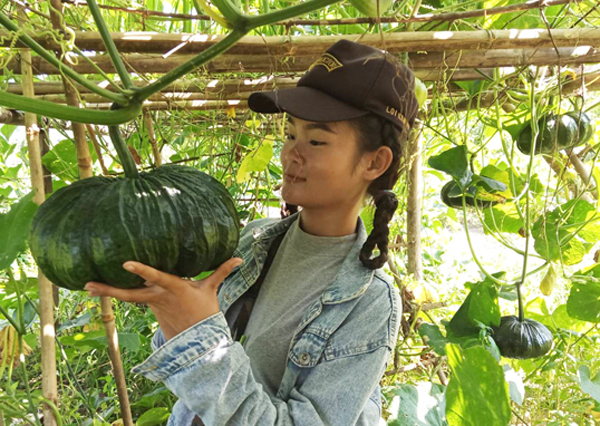 Woman holding a squash growing from a trellis in Southeast Asia